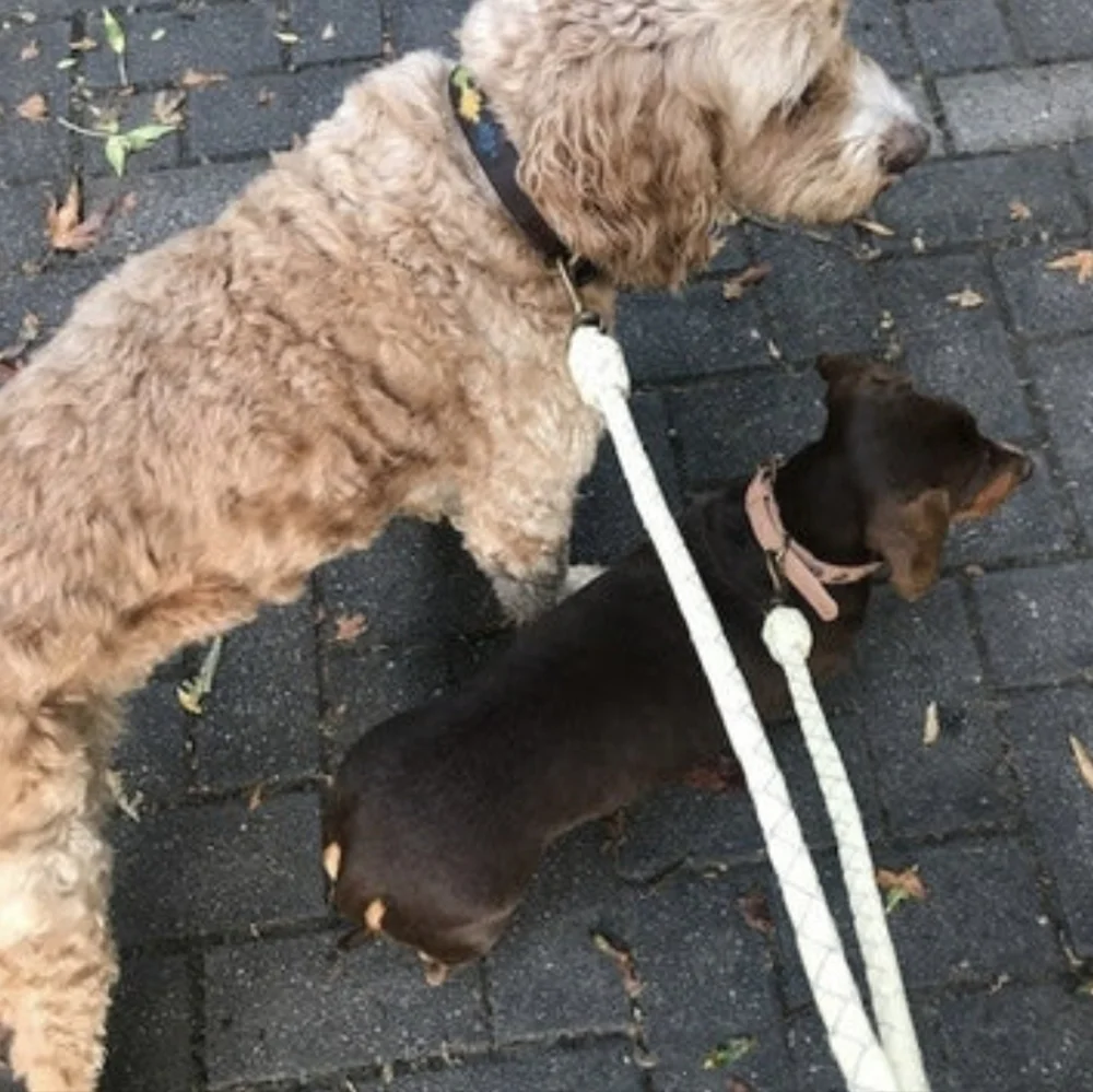 Georgie Paws Double Trouble Dog Lead Attachment Chalk